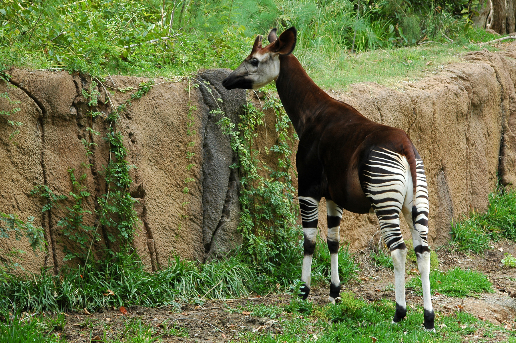 An okapi stands grazing at a rock wall.