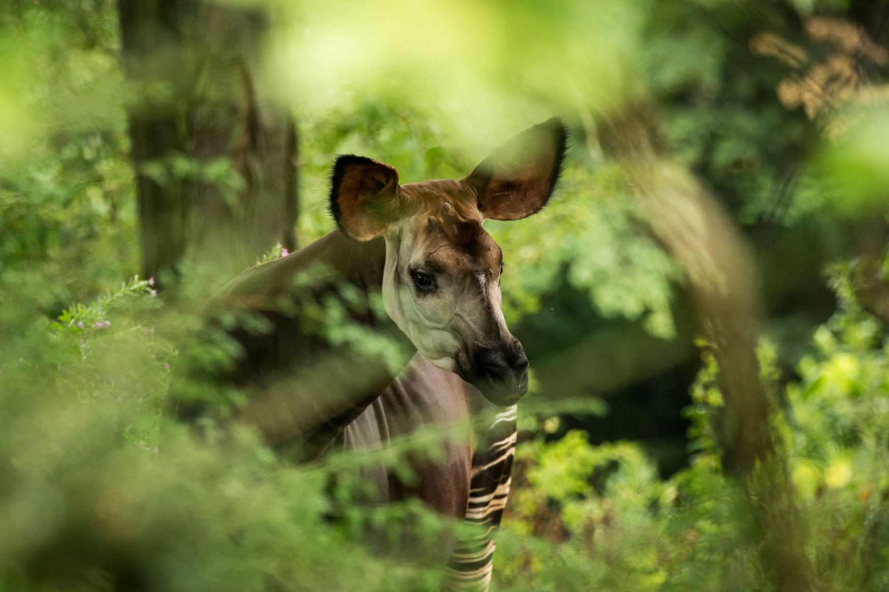 Okapi (Okapia johnstoni), forest giraffe or zebra giraffe, artiodactyl mammal native to jungle or tropical forest, Congo, Central Africa, beautiful animal with white stripes in green leaves, portrait