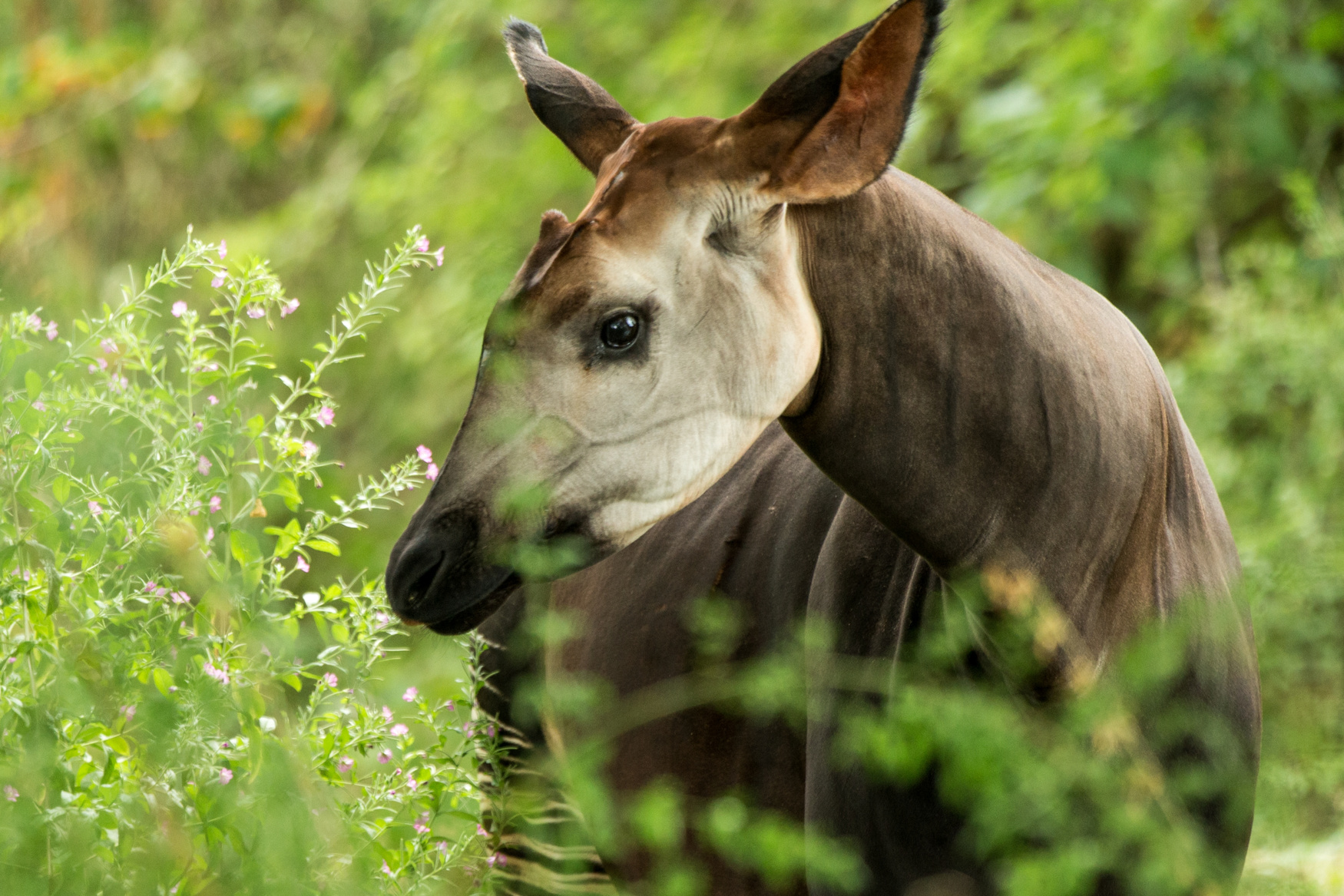 Okapi (Okapia johnstoni), forest giraffe or zebra giraffe, artiodactyl mammal native to jungle or tropical forest, Congo, Central Africa, beautiful animal with white stripes in green leaves, portrait